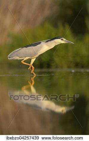 Nachtreiher (Nycticorax nycticorax), adulter Reiher schreitet und spiegelt sich im flachen Wasser eines Fischteichs, Nationalpark Kiskunsag, Ungarn, Europa View Large Photo Image Stock Photo - Nachtreiher (Nycticorax nycticorax), adulter Reiher schreitet und spiegelt sich im flachen Wasser eines Fischteichs, Nationalpark Kiskunsag, Ungarn, Europa. Fotosearch