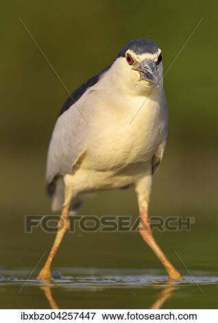 Stock Photo - Nachtreiher (Nycticorax nycticorax), adulter Reiher steht im flachen Wasser eines Fischteichs, Nationalpark Kiskunsag, Ungarn, Europa. Fotosearch