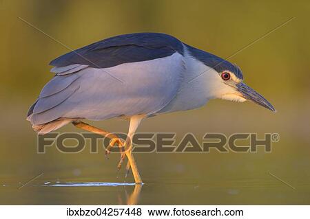 Nachtreiher (Nycticorax nycticorax), adulter Reiher steht in einem Fischteich im Abendlicht, Nationalpark Kiskunsag, Ungarn, Europa View Large Photo Image Stock Photo - Nachtreiher (Nycticorax nycticorax), adulter Reiher steht in einem Fischteich im Abendlicht, Nationalpark Kiskunsag, Ungarn, Europa. Fotosearch