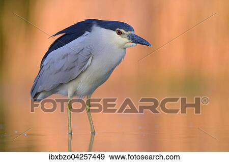 Nachtreiher (Nycticorax nycticorax), adulter Reiher steht in einem Fischteich im Abendlicht, Nationalpark Kiskunsag, Ungarn, Europa View Large Photo Image Stock Photo - Nachtreiher (Nycticorax nycticorax), adulter Reiher steht in einem Fischteich im Abendlicht, Nationalpark Kiskunsag, Ungarn, Europa. Fotosearch