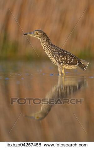 Nachtreiher (Nycticorax nycticorax), Jungvogel spiegelt sich in einem Fischteich im Abendlicht, Nationalpark Kiskunsag, Ungarn, Europa View Large Photo Image Stock Photo - Nachtreiher (Nycticorax nycticorax), Jungvogel spiegelt sich in einem Fischteich im Abendlicht, Nationalpark Kiskunsag, Ungarn, Europa. Fotosearch