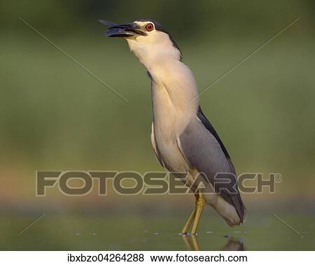 Nachtreiher (Nycticorax nycticorax), adulter Reiher mit Fisch beim Verschlingen seiner Beute, Nationalpark Kiskunsag, Ungarn, Europa View Large Photo Image Stock Photo - Nachtreiher (Nycticorax nycticorax), adulter Reiher mit Fisch beim Verschlingen seiner Beute, Nationalpark Kiskunsag, Ungarn, Europa. Fotosearch