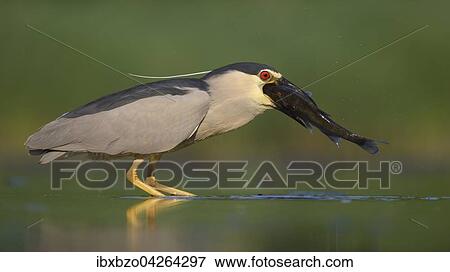 Nachtreiher (Nycticorax nycticorax), adulter Reiher mit Fisch beim Verschlingen seiner Beute, Nationalpark Kiskunsag, Ungarn, Europa View Large Photo Image Stock Photo - Nachtreiher (Nycticorax nycticorax), adulter Reiher mit Fisch beim Verschlingen seiner Beute, Nationalpark Kiskunsag, Ungarn, Europa. Fotosearch