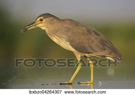 Nachtreiher (Nycticorax nycticorax), Jungvogel im Wasser, Nationalpark Kiskunsag, Ungarn, Europa View Large Photo Image Stock Photo - Nachtreiher (Nycticorax nycticorax), Jungvogel im Wasser, Nationalpark Kiskunsag, Ungarn, Europa. Fotosearch