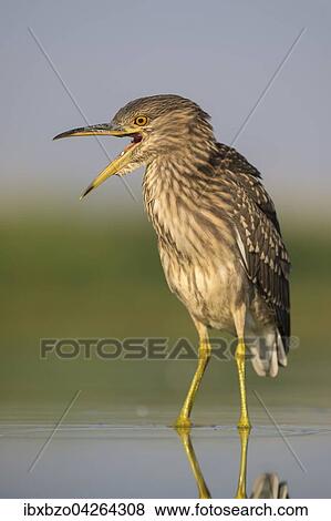 Nachtreiher (Nycticorax nycticorax), Jungvogel im Wasser beim Versuch seine Beute zu verschlingen, Nationalpark Kiskunsag, Ungarn, Europa View Large Photo Image Stock Photo - Nachtreiher (Nycticorax nycticorax), Jungvogel im Wasser beim Versuch seine Beute zu verschlingen, Nationalpark Kiskunsag, Ungarn, Europa. Fotosearch