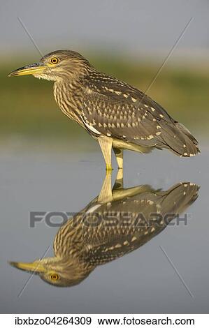 Nachtreiher (Nycticorax nycticorax), Jungvogel im Wasser mit Spiegelung, Nationalpark Kiskunsag, Ungarn, Europa View Large Photo Image Stock Photo - Nachtreiher (Nycticorax nycticorax), Jungvogel im Wasser mit Spiegelung, Nationalpark Kiskunsag, Ungarn, Europa. Fotosearch