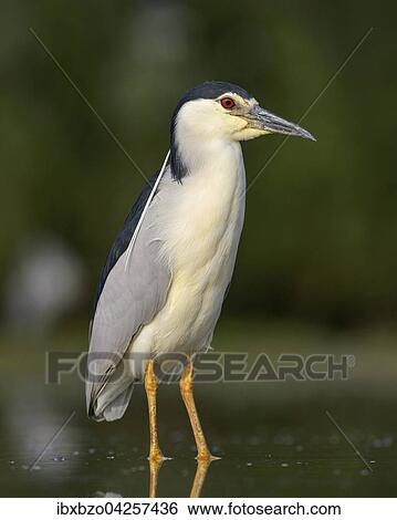 Nachtreiher (Nycticorax nycticorax), adulter Reiher steht im flachen Wasser eines Fischteichs, Nationalpark Kiskunsag, Ungarn, Europa View Large Photo Image Stock Photograph - Nachtreiher (Nycticorax nycticorax), adulter Reiher steht im flachen Wasser eines Fischteichs, Nationalpark Kiskunsag, Ungarn, Europa. Fotosearch