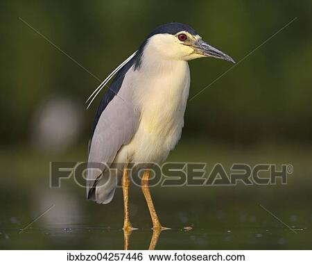 Nachtreiher (Nycticorax nycticorax), adulter Reiher steht im flachen Wasser eines Fischteichs, Nationalpark Kiskunsag, Ungarn, Europa View Large Photo Image Stock Photograph - Nachtreiher (Nycticorax nycticorax), adulter Reiher steht im flachen Wasser eines Fischteichs, Nationalpark Kiskunsag, Ungarn, Europa. Fotosearch