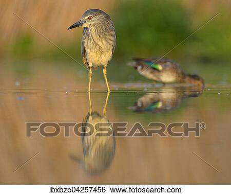 Nachtreiher (Nycticorax nycticorax), Jungvogel spiegelt sich in einem Fischteich im Abendlicht mit Krickente (Anas crecca), Nationalpark Kiskunsag, Ungarn, Europa View Large Photo Image Stock Photograph - Nachtreiher (Nycticorax nycticorax), Jungvogel spiegelt sich in einem Fischteich im Abendlicht mit Krickente (Anas crecca), Nationalpark Kiskunsag, Ungarn, Europa. Fotosearch
