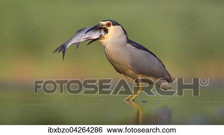Nachtreiher (Nycticorax nycticorax), adulter Reiher mit Fisch beim Verschlingen seiner Beute, Nationalpark Kiskunsag, Ungarn, Europa View Large Photo Image Stock Photograph - Nachtreiher (Nycticorax nycticorax), adulter Reiher mit Fisch beim Verschlingen seiner Beute, Nationalpark Kiskunsag, Ungarn, Europa. Fotosearch