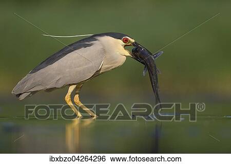 Stock Photograph - Nachtreiher (Nycticorax nycticorax), adulter Reiher mit Fisch beim Verschlingen seiner Beute, Nationalpark Kiskunsag, Ungarn, Europa. Fotosearch