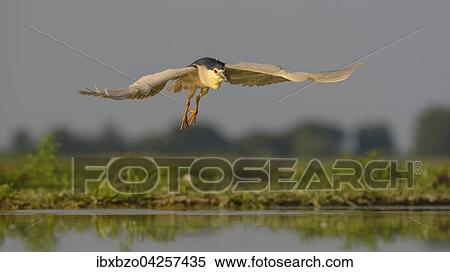 Nachtreiher (Nycticorax nycticorax), fliegt ubers Wasser im Abendlicht, Nationalpark Kiskunsag, Ungarn, Europa View Large Photo Image Stock Photography - Nachtreiher (Nycticorax nycticorax), fliegt ubers Wasser im Abendlicht, Nationalpark Kiskunsag, Ungarn, Europa. Fotosearch