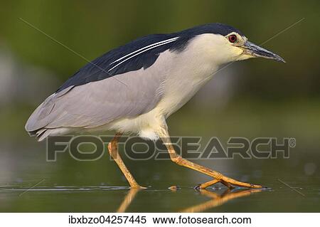 Nachtreiher (Nycticorax nycticorax), adulter Reiher schreitet im flachen Wasser eines Fischteichs, Nationalpark Kiskunsag, Ungarn, Europa View Large Photo Image Stock Photography - Nachtreiher (Nycticorax nycticorax), adulter Reiher schreitet im flachen Wasser eines Fischteichs, Nationalpark Kiskunsag, Ungarn, Europa. Fotosearch