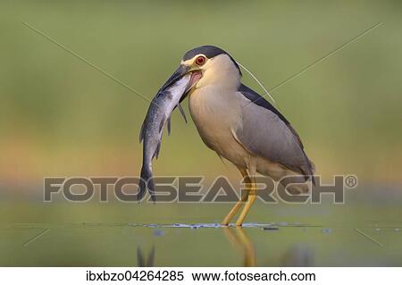 Nachtreiher (Nycticorax nycticorax), adulter Reiher mit Fisch beim Verschlingen seiner Beute, Nationalpark Kiskunsag, Ungarn, Europa View Large Photo Image Stock Photography - Nachtreiher (Nycticorax nycticorax), adulter Reiher mit Fisch beim Verschlingen seiner Beute, Nationalpark Kiskunsag, Ungarn, Europa. Fotosearch