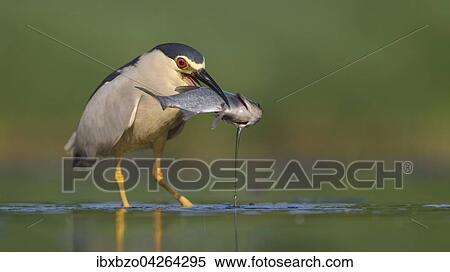 Nachtreiher (Nycticorax nycticorax), adulter Reiher mit Fisch als Beute, Nationalpark Kiskunsag, Ungarn, Europa View Large Photo Image Stock Photography - Nachtreiher (Nycticorax nycticorax), adulter Reiher mit Fisch als Beute, Nationalpark Kiskunsag, Ungarn, Europa. Fotosearch