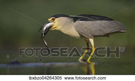 Nachtreiher (Nycticorax nycticorax), adulter Reiher mit Fisch beim Verschlingen seiner Beute, Nationalpark Kiskunsag, Ungarn, Europa View Large Photo Image Stock Photography - Nachtreiher (Nycticorax nycticorax), adulter Reiher mit Fisch beim Verschlingen seiner Beute, Nationalpark Kiskunsag, Ungarn, Europa. Fotosearch