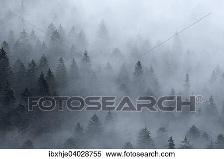 Stock Photography - Nadelwald, Nebelstimmung, Hohneck, Vogesen, Frankreich, Europa. Fotosearch