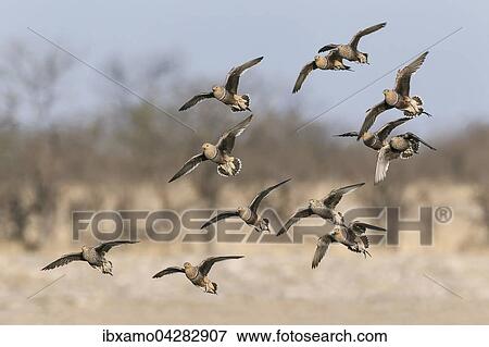 Nama-Flughuhner (Pterocles namaqua) Schwarm, viele Vogel im Flug, Etosha-Nationalpark, Namibia, Afrika View Large Photo Image Stock Photo - Nama-Flughuhner (Pterocles namaqua) Schwarm, viele Vogel im Flug, Etosha-Nationalpark, Namibia, Afrika. Fotosearch