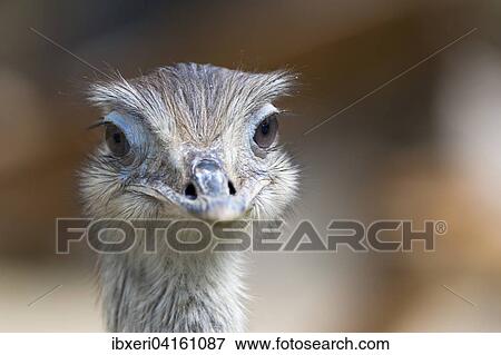 Nandu (Rhea americana), Tierportrat, captive, Vorkommen Sudamerika View Large Photo Image Stock Photo - Nandu (Rhea americana), Tierportrat, captive, Vorkommen Sudamerika. Fotosearch