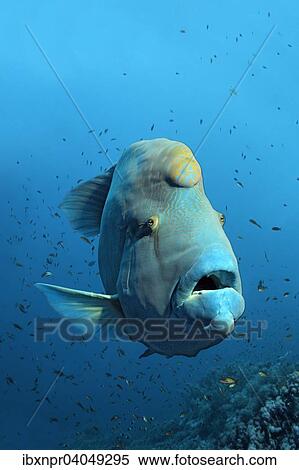 Napoleon-Lippfisch (Cheilinus undulatus) uber Korallenriff, Great Barrier Reef, Pazifik, Australien, Ozeanien View Large Photo Image Stock Photography - Napoleon-Lippfisch (Cheilinus undulatus) uber Korallenriff, Great Barrier Reef, Pazifik, Australien, Ozeanien. Fotosearch