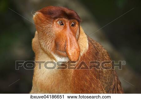 Stock Image - Nasenaffe (Nasalis larvatus), Mannchen im Regenwald, Bako-Nationalpark, Sarawak, Borneo, Malaysia, Asien. Fotosearch