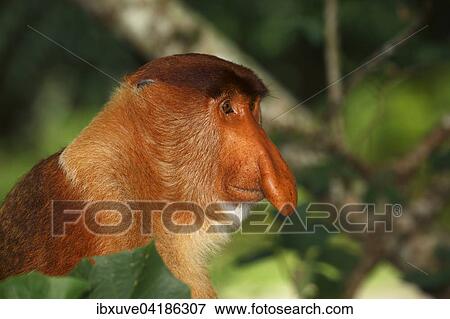 Stock Photo - Nasenaffe (Nasalis larvatus), Mannchen im Regenwald, Bako-Nationalpark, Sarawak, Borneo, Malaysia, Asien. Fotosearch