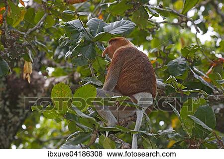 Nasenaffe (Nasalis larvatus), Mannchen sitzt im Regenwald auf einem Baum und frisst, Bako-Nationalpark, Sarawak, Borneo, Malaysia, Asien View Large Photo Image Stock Photo - Nasenaffe (Nasalis larvatus), Mannchen sitzt im Regenwald auf einem Baum und frisst, Bako-Nationalpark, Sarawak, Borneo, Malaysia, Asien. Fotosearch