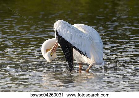 Nashornpelikan (Pelecanus erythrorhynchos), bei der Gefiederpflege, Ding Darling National Wildlife Refuge, Sanibel Island, Florida, USA, Nordamerika View Large Photo Image Stock Image - Nashornpelikan (Pelecanus erythrorhynchos), bei der Gefiederpflege, Ding Darling National Wildlife Refuge, Sanibel Island, Florida, USA, Nordamerika. Fotosearch