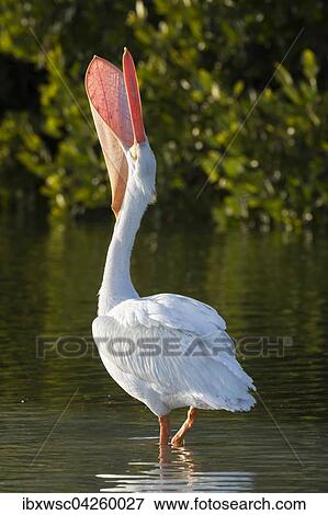 Nashornpelikan (Pelecanus erythrorhynchos), mit geoffnetem Schnabel, Ding Darling National Wildlife Refuge, Sanibel Island, Florida, USA, Nordamerika View Large Photo Image Stock Photo - Nashornpelikan (Pelecanus erythrorhynchos), mit geoffnetem Schnabel, Ding Darling National Wildlife Refuge, Sanibel Island, Florida, USA, Nordamerika. Fotosearch
