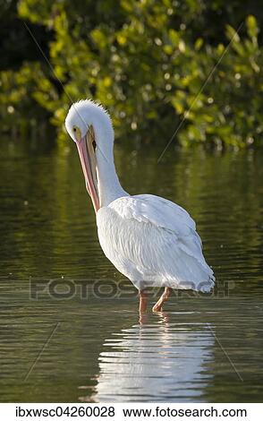 Nashornpelikan (Pelecanus erythrorhynchos), bei der Gefiederpflege, Ding Darling National Wildlife Refuge, Sanibel Island, Florida, USA, Nordamerika View Large Photo Image Stock Photo - Nashornpelikan (Pelecanus erythrorhynchos), bei der Gefiederpflege, Ding Darling National Wildlife Refuge, Sanibel Island, Florida, USA, Nordamerika. Fotosearch