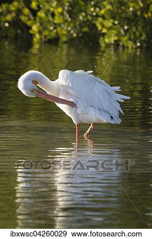 Nashornpelikane (Pelecanus erythrorhynchos), bei der Gefiederpflege, Ding Darling National Wildlife Refuge, Sanibel Island, Florida, USA, Nordamerika View Large Photo Image Stock Photo - Nashornpelikane (Pelecanus erythrorhynchos), bei der Gefiederpflege, Ding Darling National Wildlife Refuge, Sanibel Island, Florida, USA, Nordamerika. Fotosearch