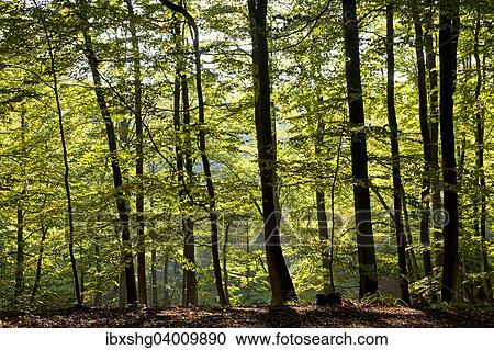 Nationalpark Jasmund, Insel Rugen, Mecklenburg-Vorpommern, Deutschland, Europa View Large Photo Image Stock Image - Nationalpark Jasmund, Insel Rugen, Mecklenburg-Vorpommern, Deutschland, Europa. Fotosearch