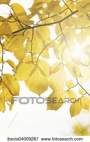 Naturdetail, Herbstlaub mit gelben Blattern, Schweden, Europa View Large Photo Image Stock Photo - Naturdetail, Herbstlaub mit gelben Blattern, Schweden, Europa. Fotosearch