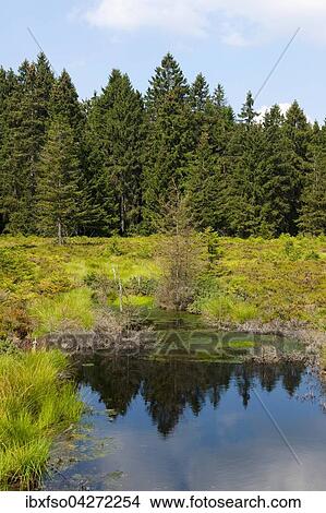 Naturschutzgebiet Schutzenbergmoor, bei Oberhof, Thuringer Wald, Thuringen, Deutschland, Europa View Large Photo Image Picture - Naturschutzgebiet Schutzenbergmoor, bei Oberhof, Thuringer Wald, Thuringen, Deutschland, Europa. Fotosearch