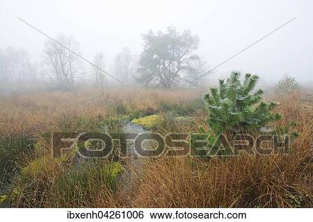 Nebel im Moor, Emsland, Niedersachsen, Deutschland, Europa View Large Photo Image Stock Photograph - Nebel im Moor, Emsland, Niedersachsen, Deutschland, Europa. Fotosearch