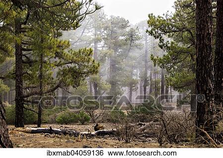 Stock Photograph - Nebel im Wald, Nebelstimmung, La Palma, Kanarische Inseln, Spanien, Europa. Fotosearch