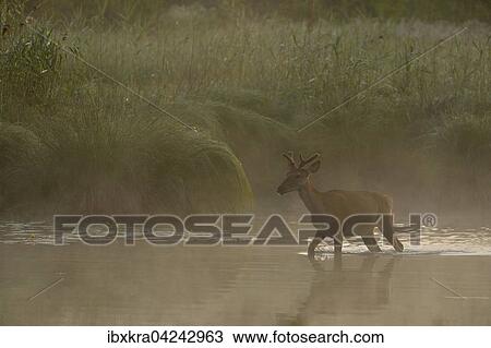 Nebelige Morgenstimmung mit Rothirsch (Cervus elaphus) im Wasser, Schonau an der Donau, Niederosterreich, Osterreich, Europa View Large Photo Image Stock Image - Nebelige Morgenstimmung mit Rothirsch (Cervus elaphus) im Wasser, Schonau an der Donau, Niederosterreich, Osterreich, Europa. Fotosearch
