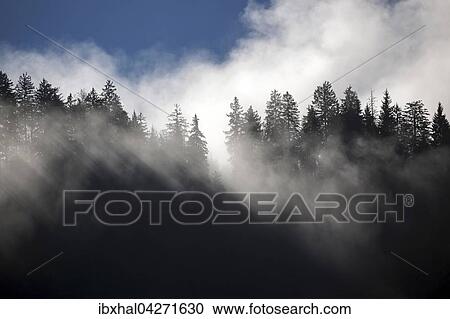 Nebelschwaden, Nebel zwischen den Baumwipfeln, Bad Oberdorf bei Bad Hindelang, Allgau, Bayern, Deutschland, Europa View Large Photo Image Stock Image - Nebelschwaden, Nebel zwischen den Baumwipfeln, Bad Oberdorf bei Bad Hindelang, Allgau, Bayern, Deutschland, Europa. Fotosearch