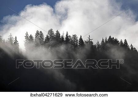 Nebelschwaden, Nebel zwischen den Baumwipfeln, Bad Oberdorf bei Bad Hindelang, Allgau, Bayern, Deutschland, Europa View Large Photo Image Stock Photo - Nebelschwaden, Nebel zwischen den Baumwipfeln, Bad Oberdorf bei Bad Hindelang, Allgau, Bayern, Deutschland, Europa. Fotosearch