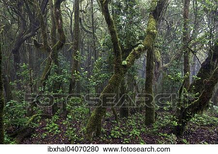Nebelwald, Lorbeerwald, Nationalpark Garajonay, UNESCO Weltnaturerbe, La Gomera, Kanarische Inseln, Spanien, Europa View Large Photo Image Stock Image - Nebelwald, Lorbeerwald, Nationalpark Garajonay, UNESCO Weltnaturerbe, La Gomera, Kanarische Inseln, Spanien, Europa. Fotosearch