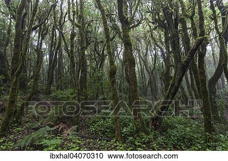 Nebelwald, Lorbeerwald, Nationalpark Garajonay, UNESCO Weltnaturerbe, La Gomera, Kanarische Inseln, Spanien, Europa View Large Photo Image Stock Image - Nebelwald, Lorbeerwald, Nationalpark Garajonay, UNESCO Weltnaturerbe, La Gomera, Kanarische Inseln, Spanien, Europa. Fotosearch