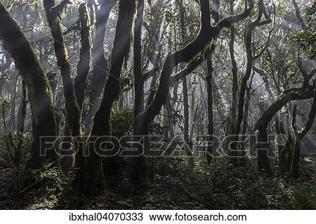 Nebelwald, Lorbeerwald, Nationalpark Garajonay, UNESCO Weltnaturerbe, Gegenlicht, La Gomera, Kanarische Inseln, Spanien, Europa View Large Photo Image Stock Image - Nebelwald, Lorbeerwald, Nationalpark Garajonay, UNESCO Weltnaturerbe, Gegenlicht, La Gomera, Kanarische Inseln, Spanien, Europa. Fotosearch