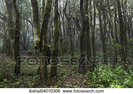 Nebelwald, Lorbeerwald, Nationalpark Garajonay, UNESCO Weltnaturerbe, La Gomera, Kanarische Inseln, Spanien, Europa View Large Photo Image Stock Photograph - Nebelwald, Lorbeerwald, Nationalpark Garajonay, UNESCO Weltnaturerbe, La Gomera, Kanarische Inseln, Spanien, Europa. Fotosearch