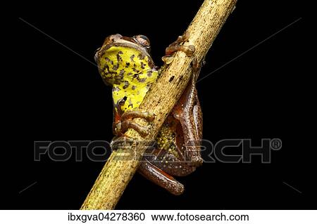 Neotropischer Baumfrosch (Dendropsophus carnifex), Baumfrosch-Familie (Hylidae), Nebelregenwald, Mindo Tal, Anden, Ecuador, Sudamerika View Large Photo Image Stock Image - Neotropischer Baumfrosch (Dendropsophus carnifex), Baumfrosch-Familie (Hylidae), Nebelregenwald, Mindo Tal, Anden, Ecuador, Sudamerika. Fotosearch