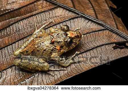 Neotropischer Frosch (Pristimantis crenunguis), Baumfrosch (Craugastoridae), Mindo Tal, Anden Nebelregenwald, Ecuador, Sudamerika View Large Photo Image Picture - Neotropischer Frosch (Pristimantis crenunguis), Baumfrosch (Craugastoridae), Mindo Tal, Anden Nebelregenwald, Ecuador, Sudamerika. Fotosearch