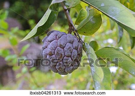 Netzannone oder Ochsenherz (Annona reticulata), Frucht, Insel Mahe, Seychellen, Afrika View Large Photo Image Stock Image - Netzannone oder Ochsenherz (Annona reticulata), Frucht, Insel Mahe, Seychellen, Afrika. Fotosearch