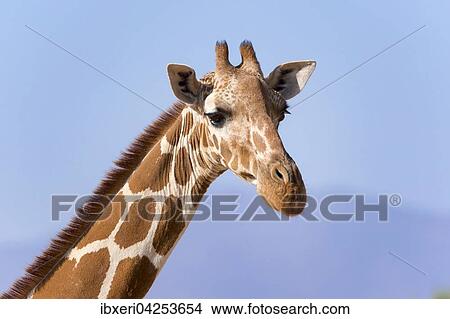 Picture - Netzgiraffe (Giraffa camelopardalis reticulata), Portrait, Samburu National Reserve, Kenia, Afrika. Fotosearch