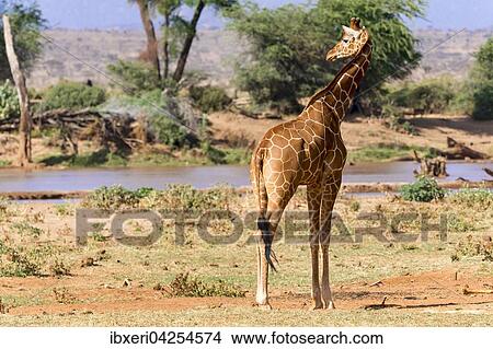 Netzgiraffe (Giraffa camelopardalis reticulata) am Fluss, Samburu National Reserve, Kenia, Afrika View Large Photo Image Picture - Netzgiraffe (Giraffa camelopardalis reticulata) am Fluss, Samburu National Reserve, Kenia, Afrika. Fotosearch