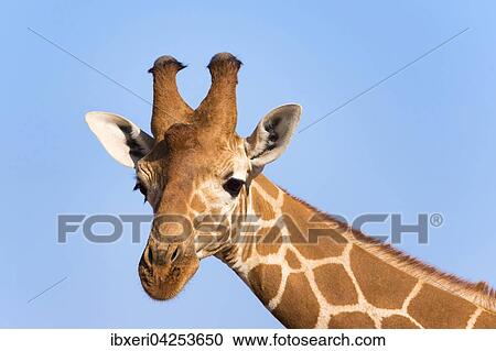 Netzgiraffe (Giraffa camelopardalis reticulata), Portrait, Samburu National Reserve, Kenia, Afrika View Large Photo Image Stock Image - Netzgiraffe (Giraffa camelopardalis reticulata), Portrait, Samburu National Reserve, Kenia, Afrika. Fotosearch