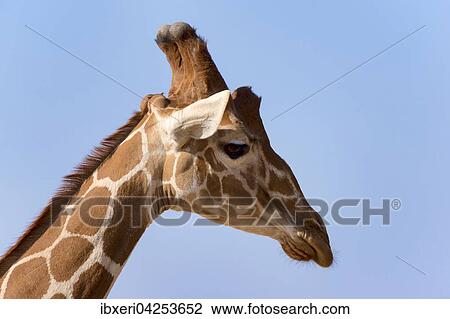 Netzgiraffe (Giraffa camelopardalis reticulata), Portrait, Samburu National Reserve, Kenia, Afrika View Large Photo Image Stock Image - Netzgiraffe (Giraffa camelopardalis reticulata), Portrait, Samburu National Reserve, Kenia, Afrika. Fotosearch